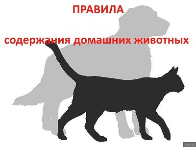 Домашних животных нужно содержать по правилам! Уполномоченный по правам человека в Калужской области